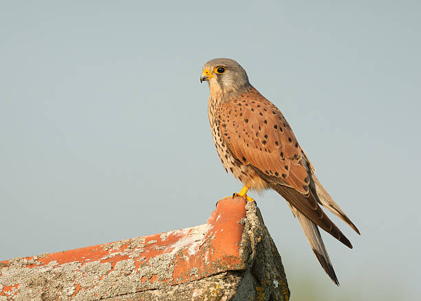 Male Common Kestrel (Falco tinnunculus) Male Common Kestrel (Falco tinnunculus) perching on the roof of an old barn. falco tinnunculus stock pictures, royalty-free photos & images