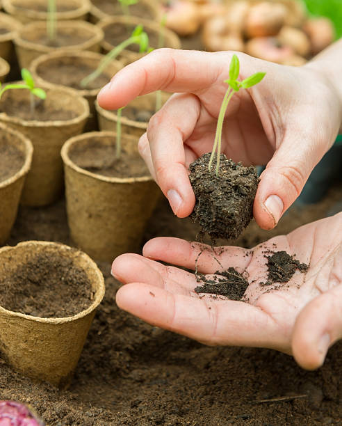 istock Planting tomatoes in Jiffy pots 487298051