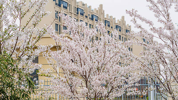istock Beautiful Cherry blossom , pink sakura flowers 487298809