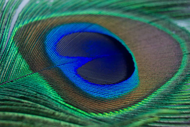 istock Closeup of a beautiful peacock feather 487298995