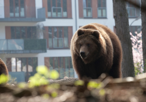 big brown bear standing on city house facade background