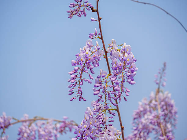 istock Spring flowers series, purple Wisteria 487299555