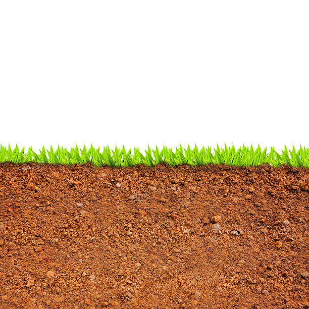 istock cross section of grass and soil against white background 487299709