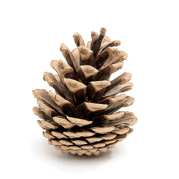 Photo of Pine cone on white