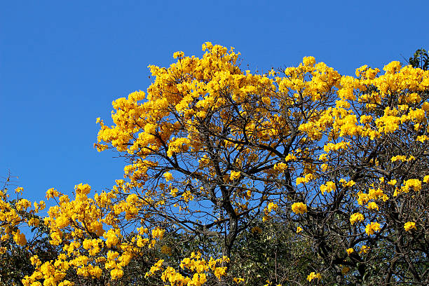 istock bloom detail yellow ipe with blue sky 487300726