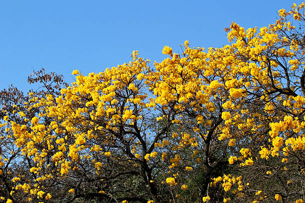 istock bloom detail yellow ipe with blue sky 487300734
