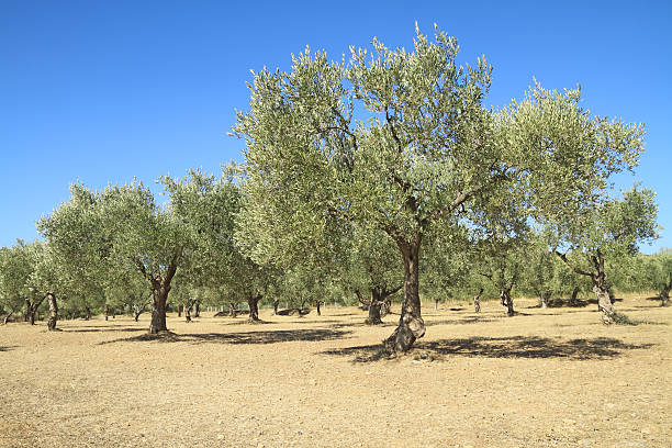 Olive grove en Grèce - Photo