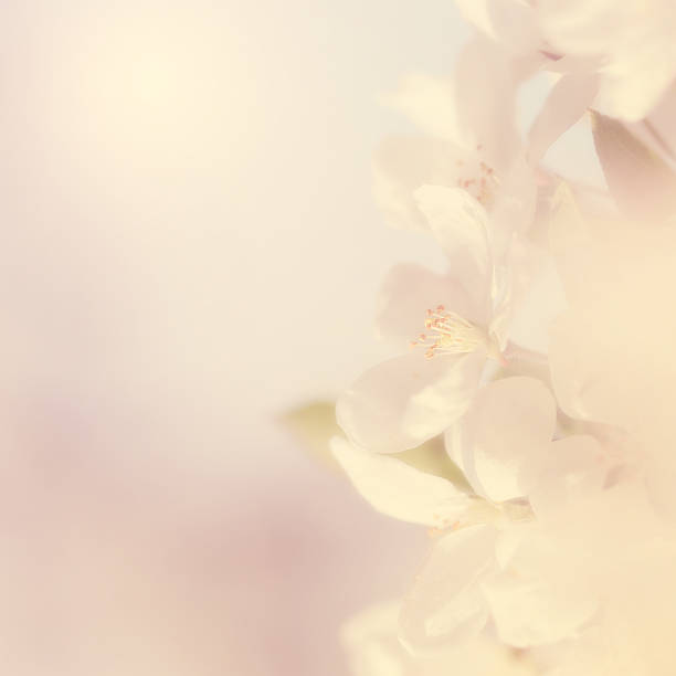 Dreamy photo of cherry tree, detail