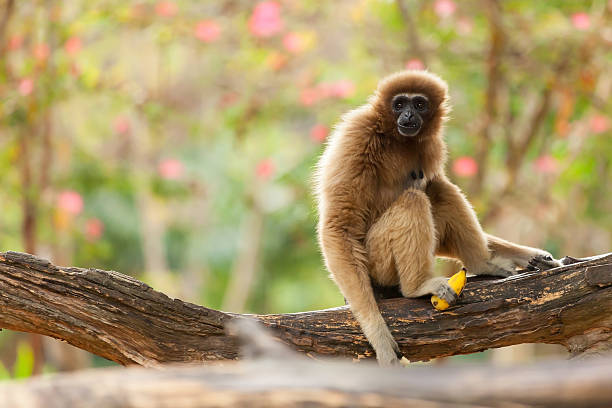 Gibbon Stock Photo - Download Image Now - Hoolock Gibbon, 2015, Animal -  iStock