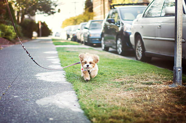 istock Cute shih-tzu puppy running on leash 487303768