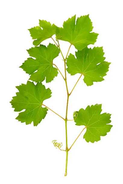 vine leaves isolated on white background