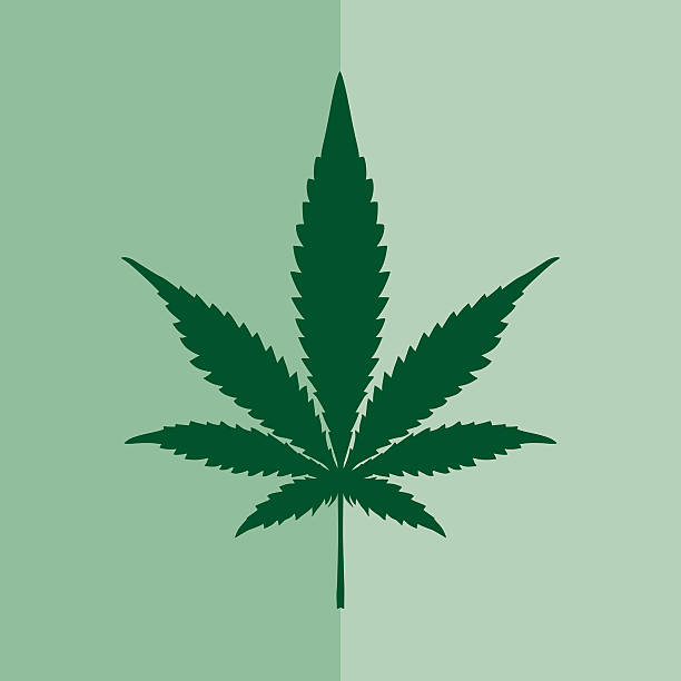 ilustrações, clipart, desenhos animados e ícones de maconha square ícone - marijuana plant