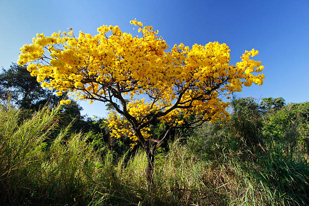 istock Flowery yellow ipe tree in the woods 487306540