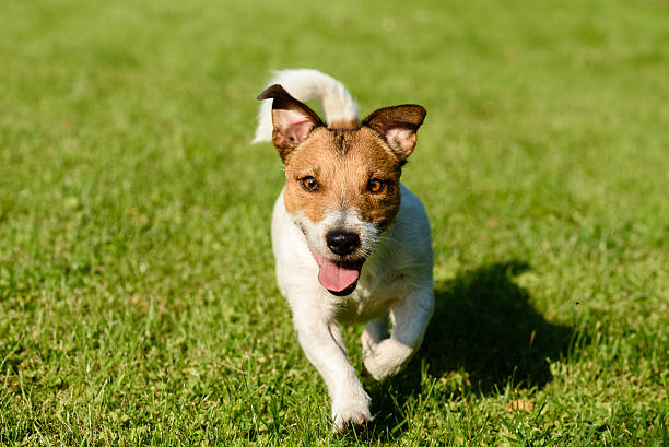 istock Dog walking and playing freely 487309654