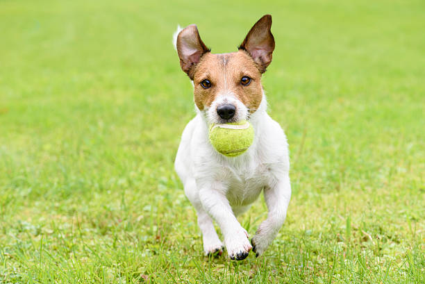 istock Dog with funny ears running with ball 487309660
