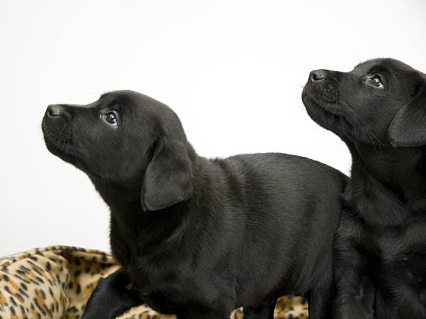 istock Black lab puppies on white seamless 487314094