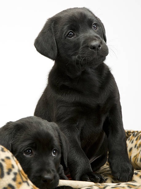 istock Black lab puppies on white seamless 487314100
