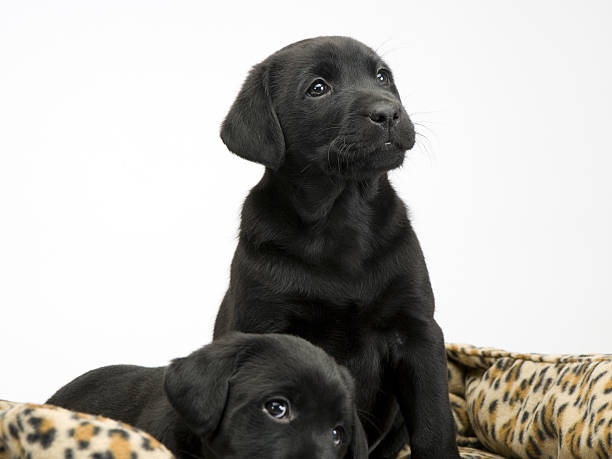 istock Black lab puppies on white seamless 487314102