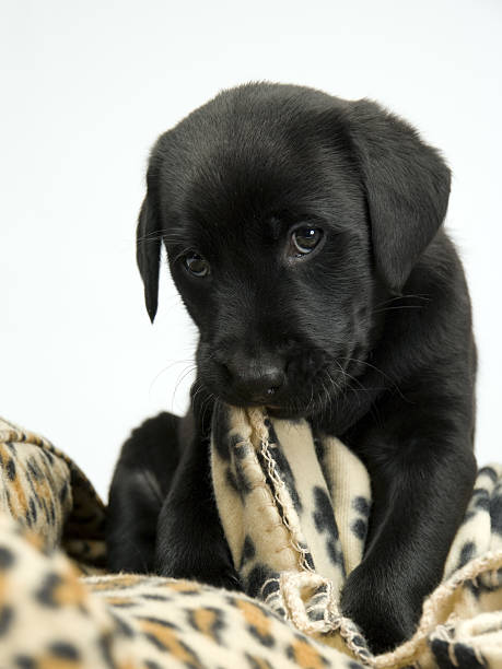 istock Black lab puppy on white seamless 487314144