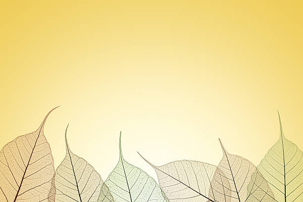 istock Arrangement of transparent leaves background 487314212