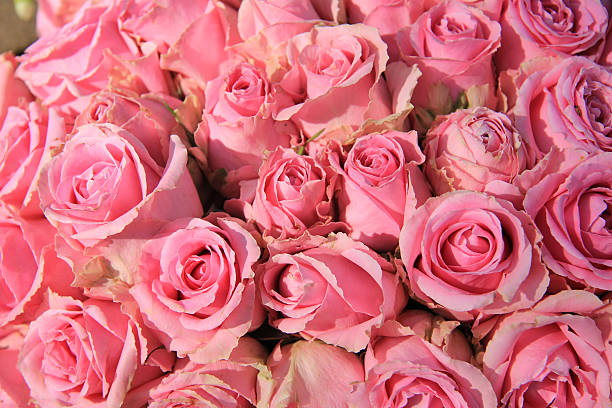 istock Pink roses in bridal bouquet 487317364
