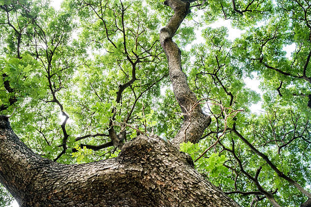 istock vertical photo of tree from the bottom 487317496