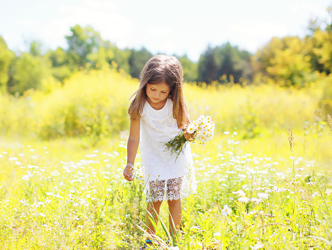 Little girl child on meadow picking chamomiles flowers in sunny summer day