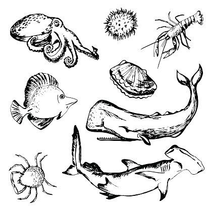 Hand drawn sea life different fishes