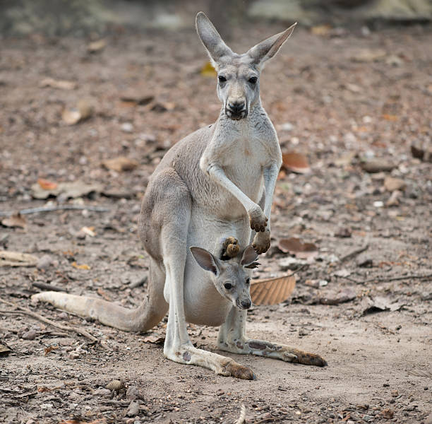 istock gay kangaroo with joey 487320736