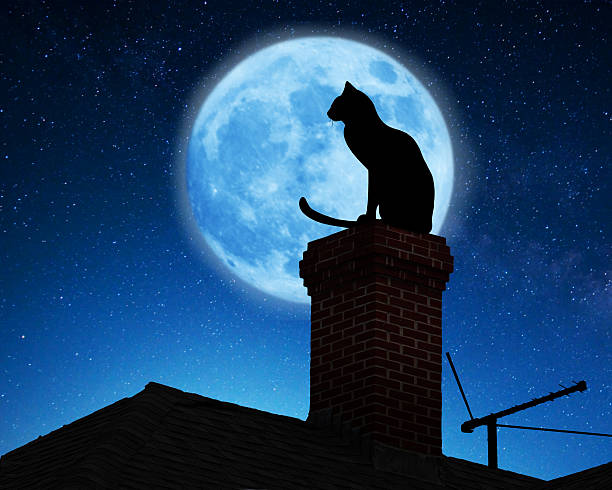 Cat on a roof. stock photo