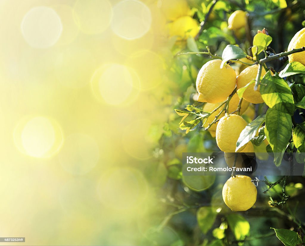 lemon background branch of ripe lemons for backgrounds Lemon - Fruit Stock Photo