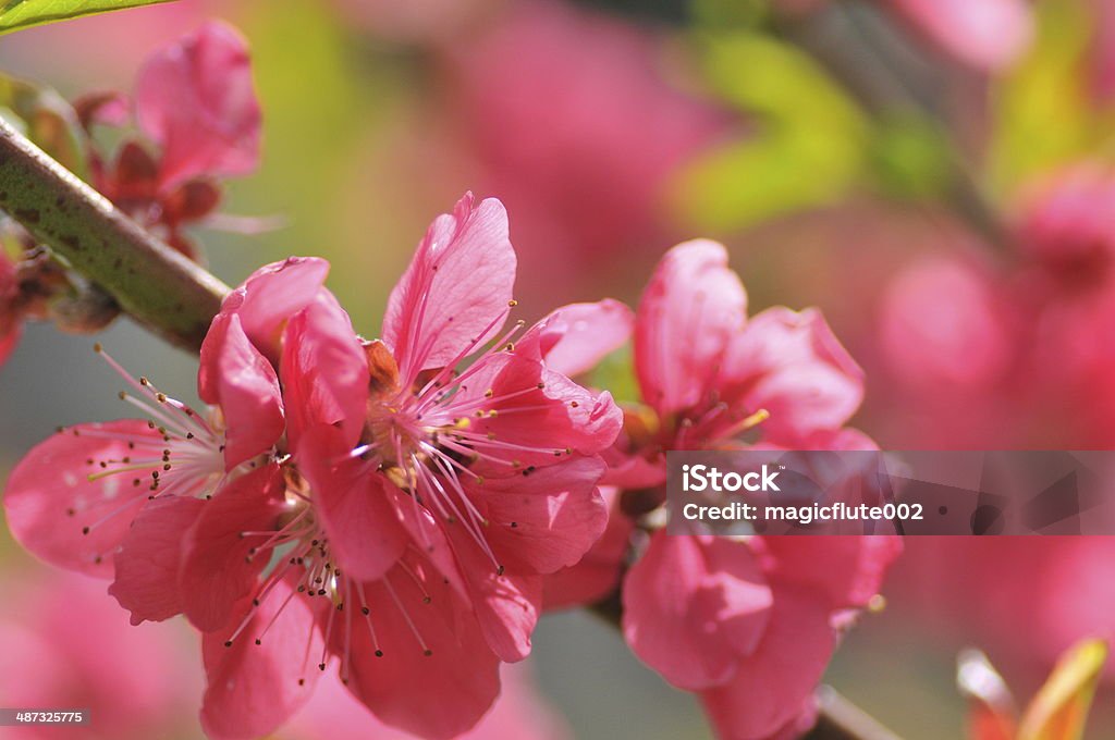 Peach Blossom - Lizenzfrei Blume Stock-Foto