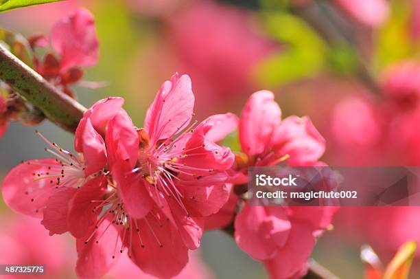 Fiore Di Pesco - Fotografie stock e altre immagini di Botanica - Botanica, Composizione orizzontale, Fiore