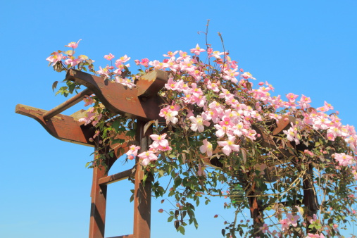 Pink Clematis Montana opened flower on a wooden pergola in spring time, on blue sky background.