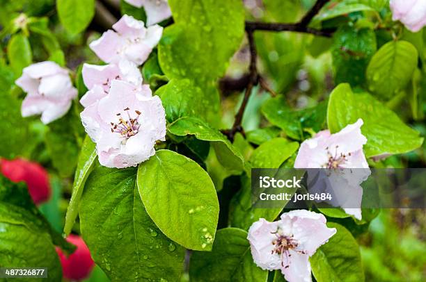 Quince Blossom In Spring Stock Photo - Download Image Now - Beauty In Nature, Blossom, Close-up