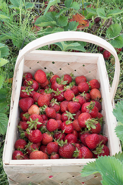 istock Ripe strawberries in basket 3 487327592
