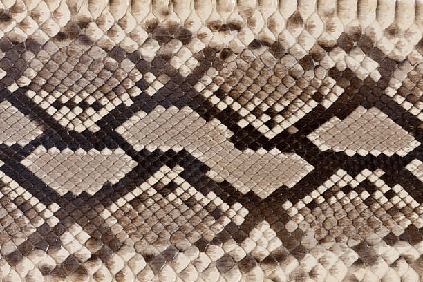 istock Skin of water snake 487327679