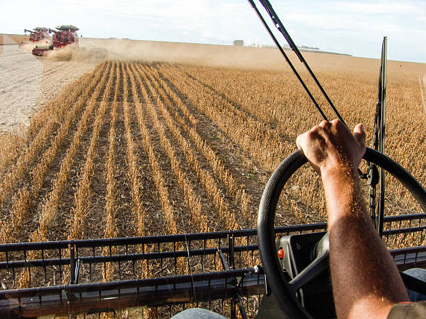 Combining Soybeans stock photo