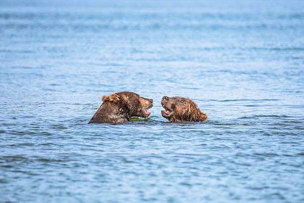 istock Two Baby Bears Floating on Water 487327976