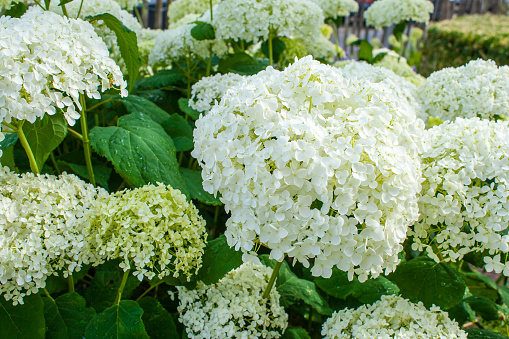 Hydrangea arborescens Annabelle  white balls summer flowers