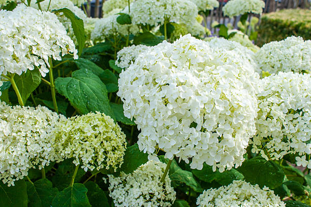 hidrângea arborescens annabelle bolas brancas verão flores - hydrangea white flower flower bed imagens e fotografias de stock