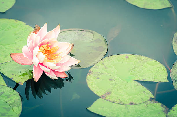 istock Beautiful Pink Lotus and leaf in pond 487328329
