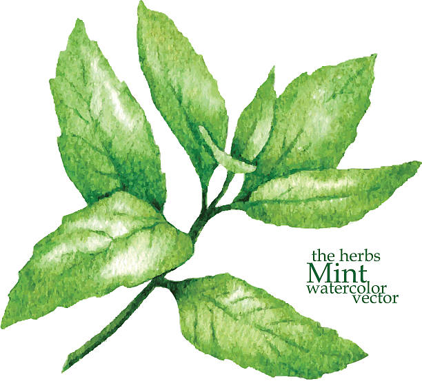 ilustrações, clipart, desenhos animados e ícones de esboço de hortelã. ilustração vetorial. - mint leaf peppermint spearmint