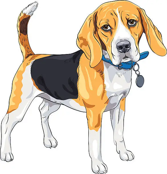 Vector illustration of vector sketch serious dog Beagle breed