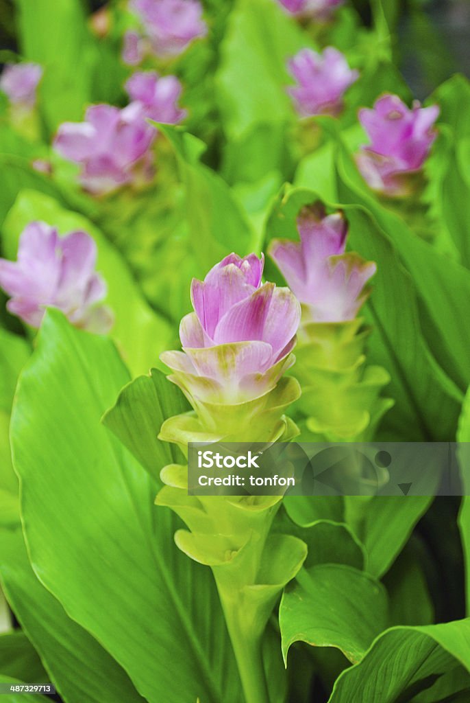 Siam Tulip Siam Tulip in the garden Asia Stock Photo