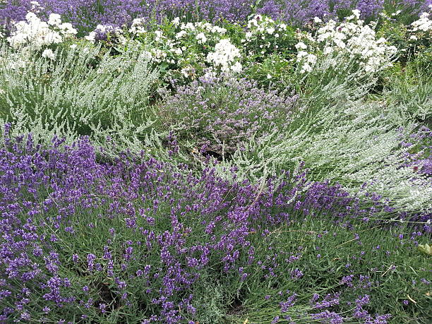 istock lavender arrangement in garden 487329983