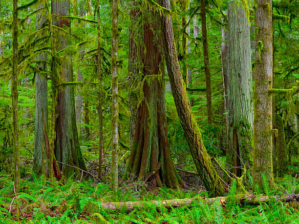 istock Lush Rainforest, Olympic National Park, Washington 487330115