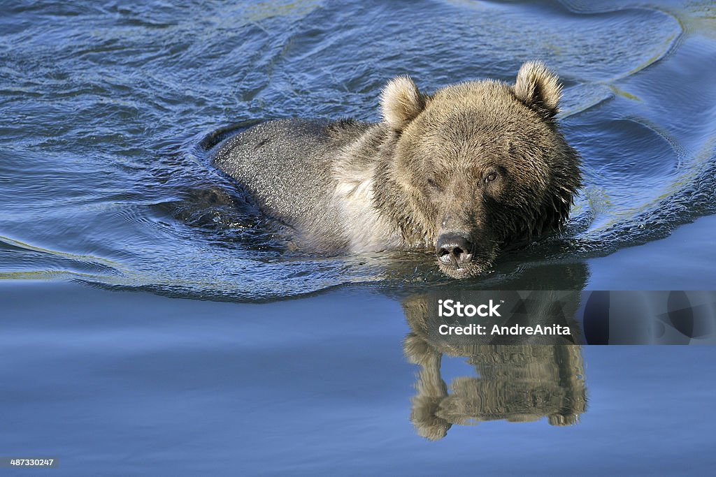 Grizzly bear jugando en el agua de la piscina con reflexión. - Foto de stock de Aire libre libre de derechos
