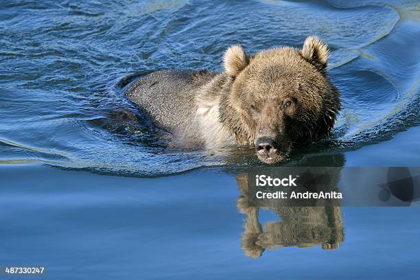 Grizzly Bear Jugando En El Agua De La Piscina Con Reflexión Foto de stock y más banco de imágenes de Aire libre