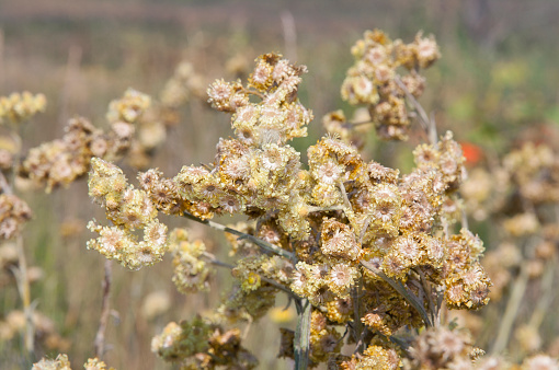 Closeup of many dry yellow Golden Everlasting flowers. A special native dried flowers that can last as long as an year.